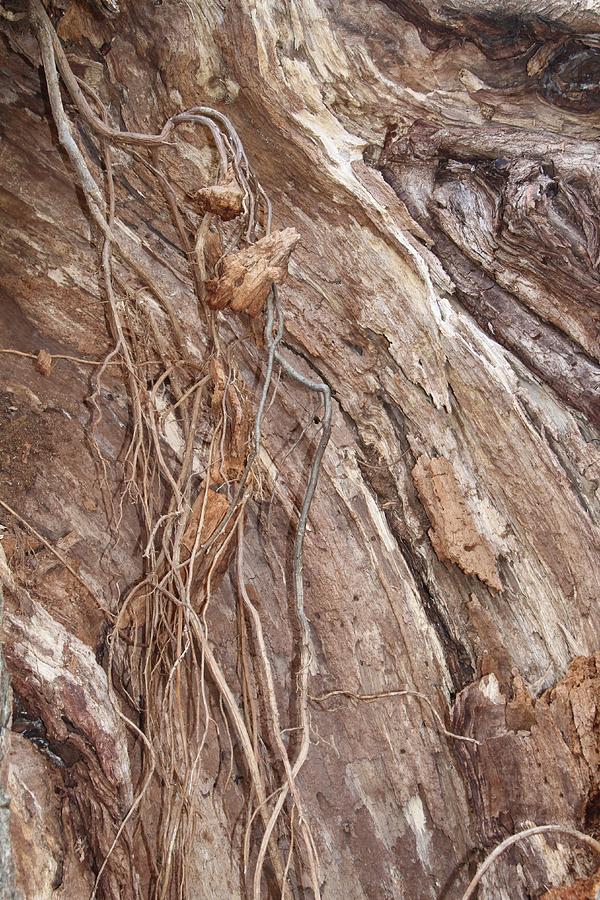 Cascading Roots Photograph by Doris Potter