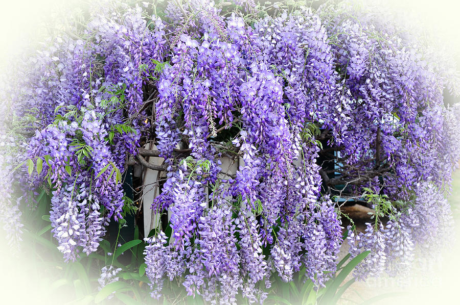 Cascading Wisteria Photograph by Kaye Menner