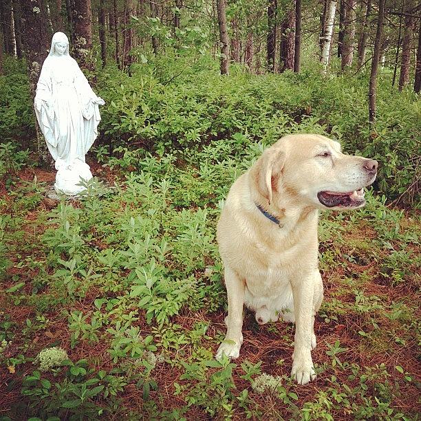Dog Photograph - Casey & #virginmary by Mathieu Bourgeois 