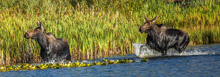 Caseys Moose Photograph by Kevin Dietrich