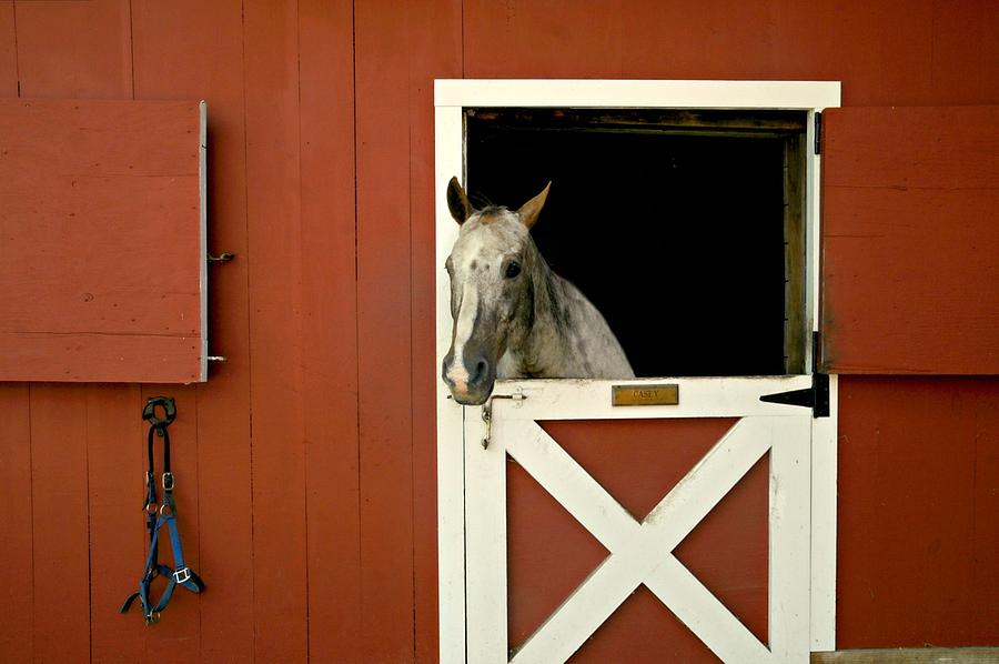 Animal Photograph - Caseys Place by Diana Angstadt