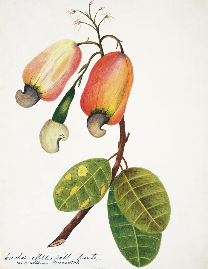 Cashew Plant Fruit And Nuts Photograph by Natural History Museum, London/science Photo Library