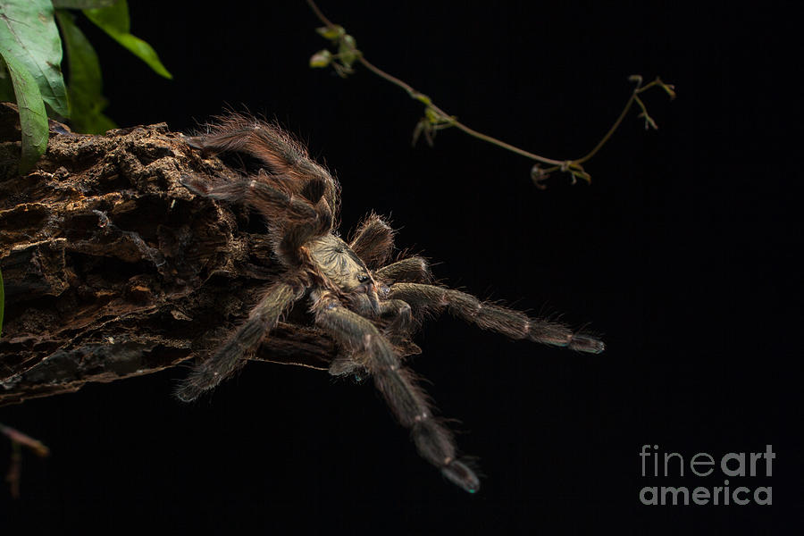 Spider Photograph - Casi llego / Almost there by Daniel Castillo