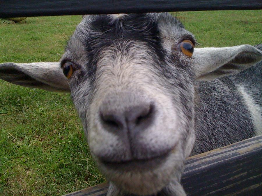 Casper the Friendly Goat Photograph by Laura Biering - Fine Art America