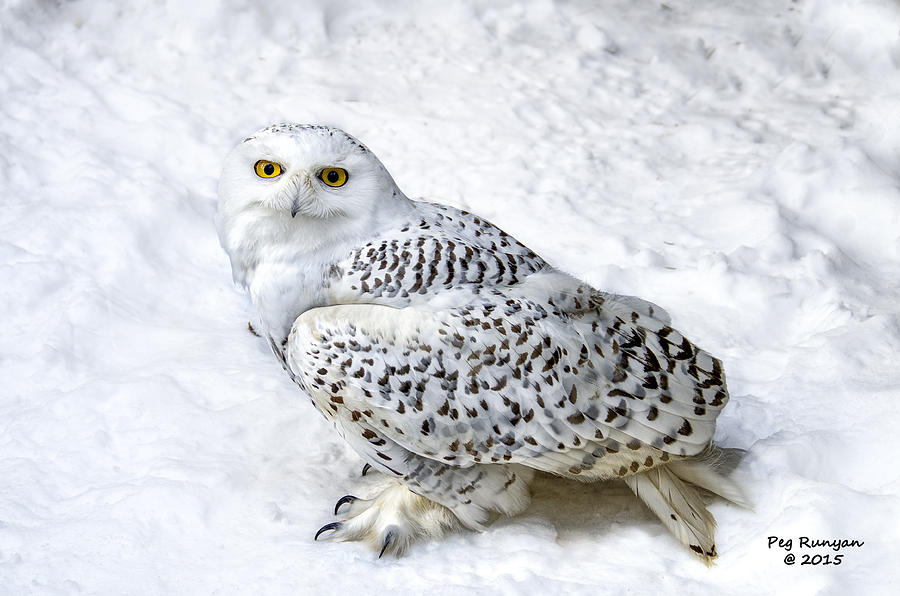 Casper the Snowy Owl Photograph by Peg Runyan