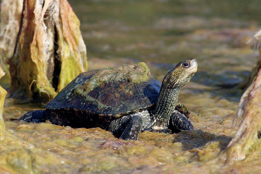 Caspian Turtle Amongst Algae Photograph by Photostock-israel/science ...