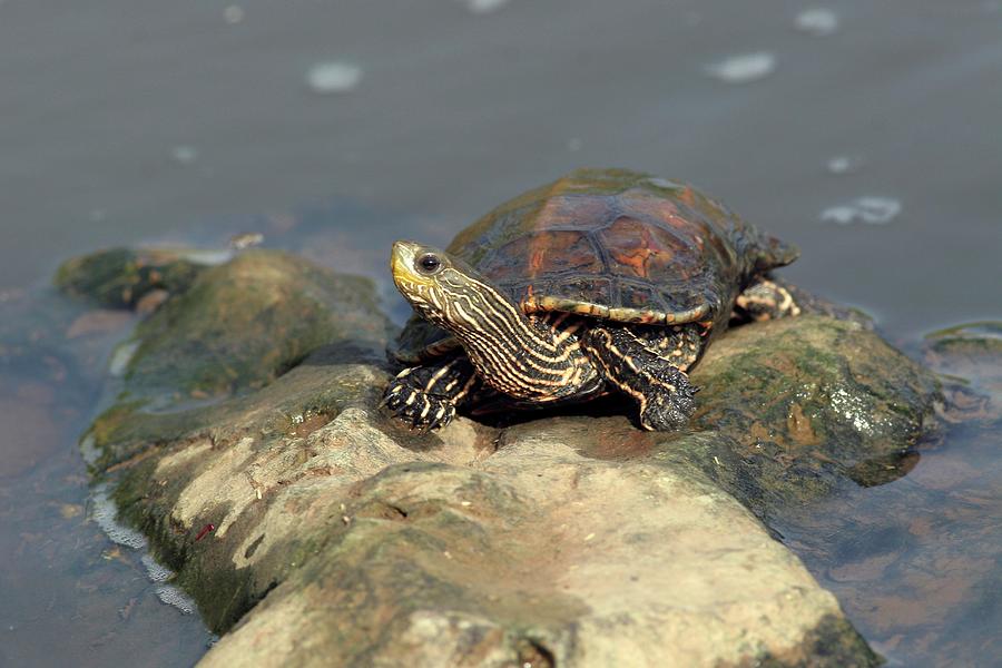 Caspian Turtle On A Rock In A Lake Photograph by Photostock-israel ...