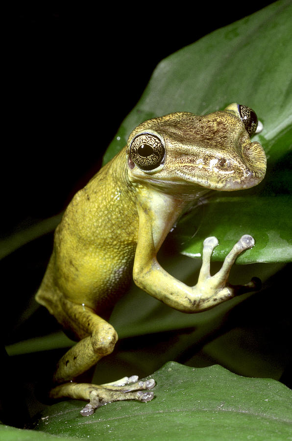 Casque-headed Tree Frog Photograph by Jeffrey Lepore