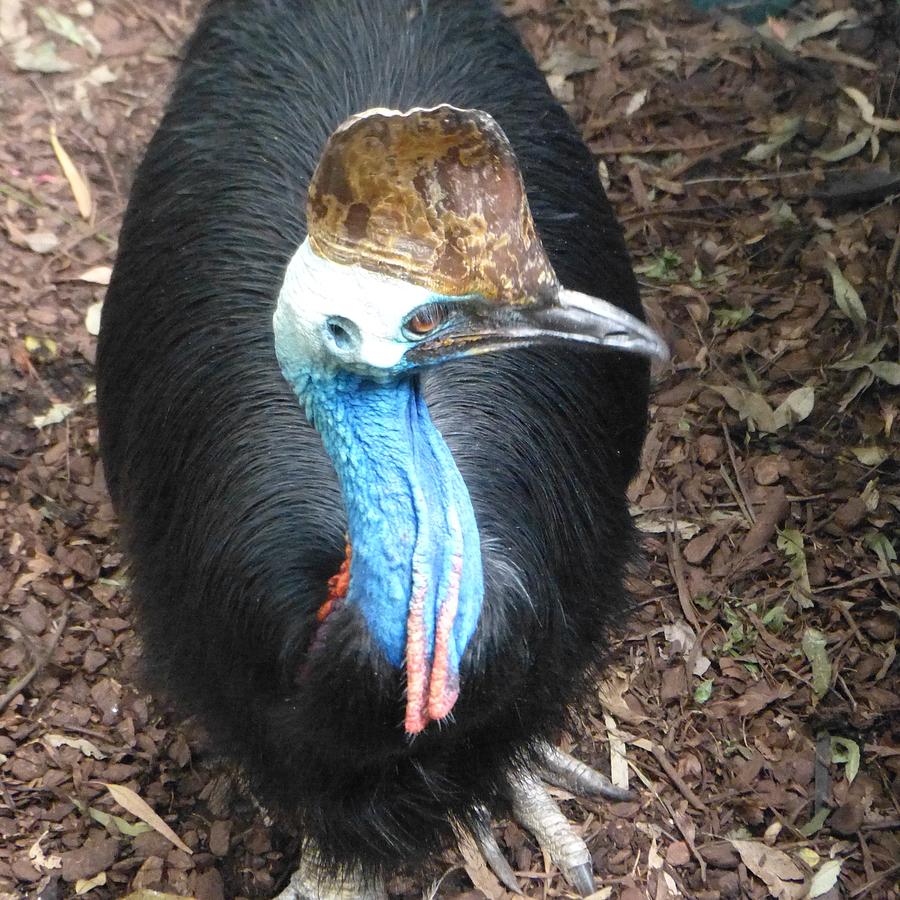 Cassowary Photograph by Garry Benson - Fine Art America