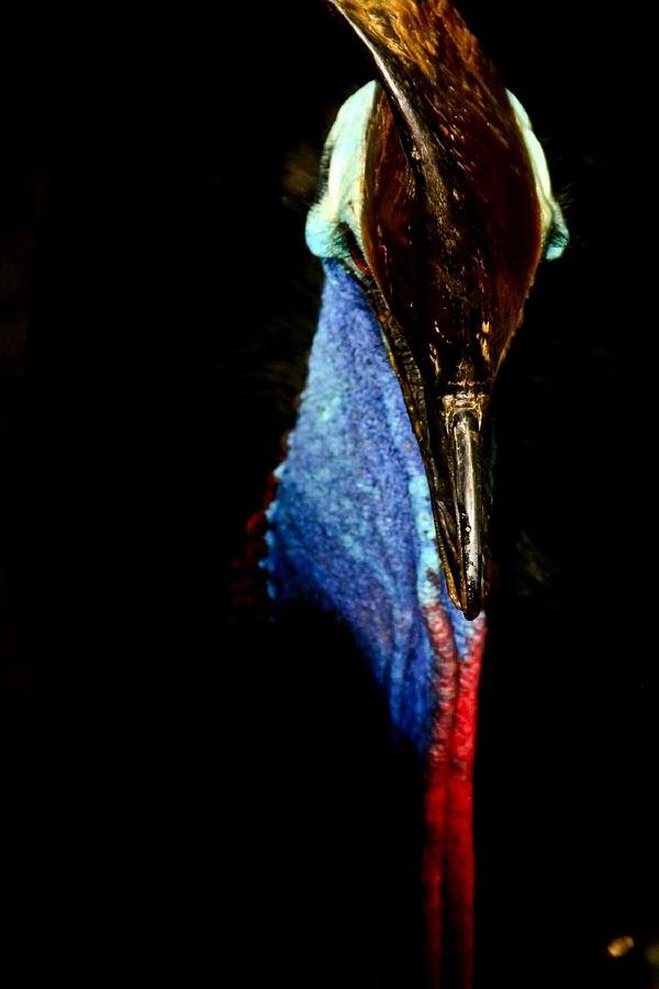Cassowary portrait 2014 Photograph by Debbie Cundy