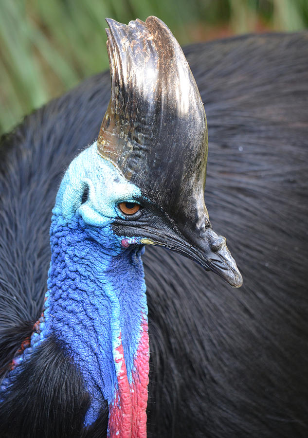 Cassowary Photograph by Richard Bryce and Family