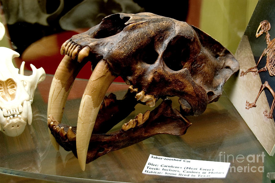 Cast Of Skull Of Extinct Saber-toothed Photograph by Gregory G. Dimijian, M.D.