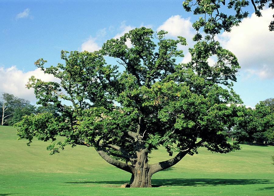 Castanea Sativa. Photograph by Barbara Ostle/science Photo Library - Pixels