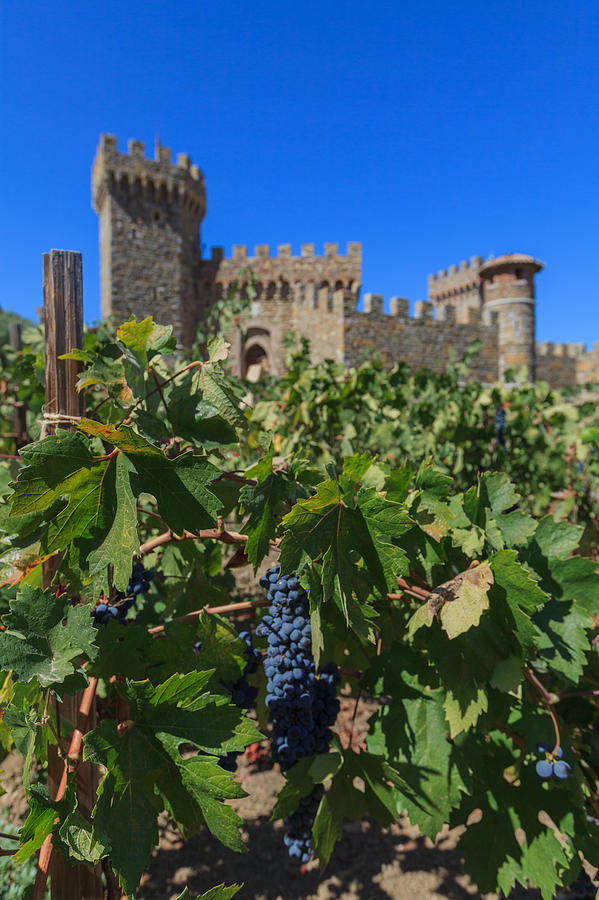 Ripe on the vine Castelle Di Amorosa Photograph by Scott Campbell