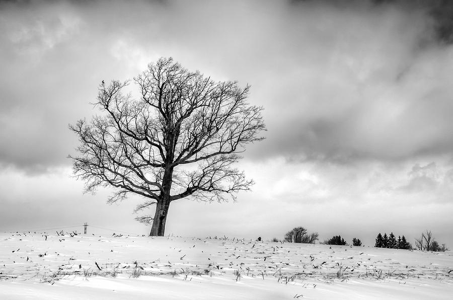 Castile Tree Photograph by Guy Whiteley - Fine Art America