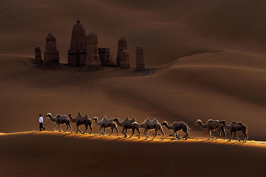 Animal Photograph - Castle And Camels by Mei Xu