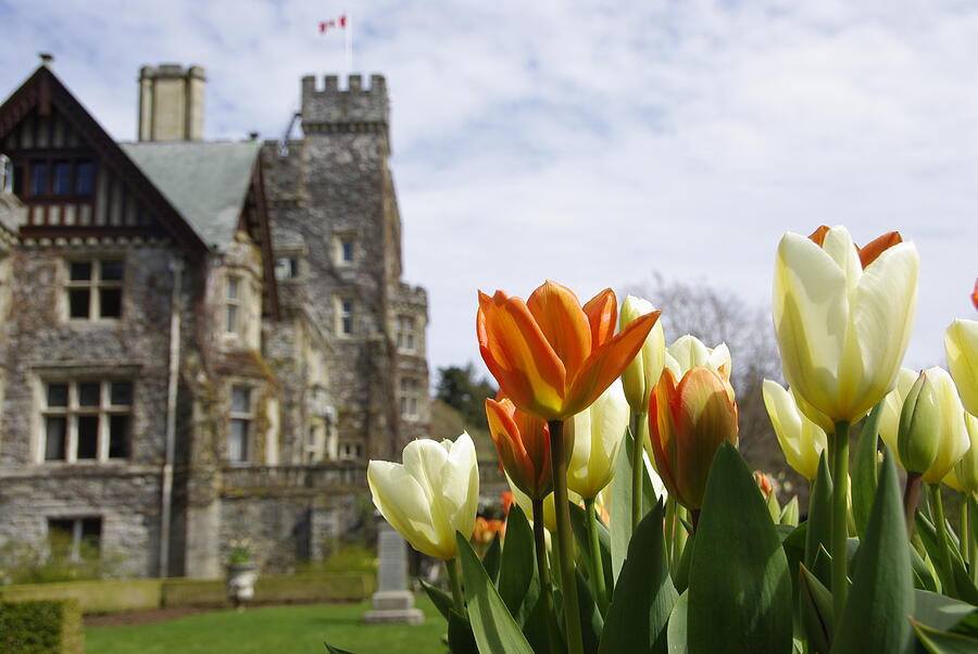 Castle Tulips Photograph by Marilyn Wilson