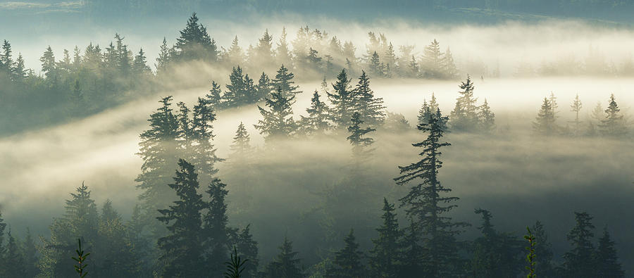 Fog Photograph - Castles In The Fog by Manju Shekhar Fog Photograph - Castles In The Fog by Manju Shekhar