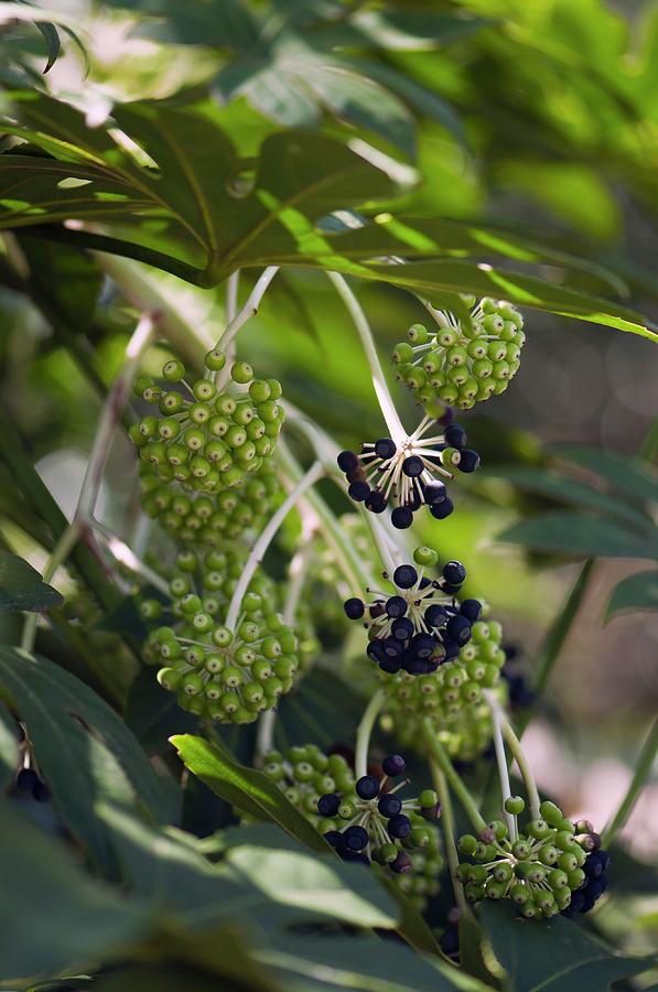 Castor Oil Plant (fatsia Japonica) Berries Photograph by Maria Mosolova/science Photo Library