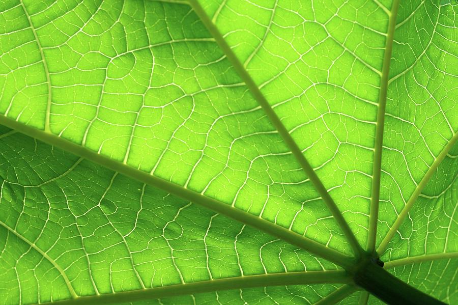 Castor Oil Plant (ricinus Communis) Leaf Photograph by Michael Clutson/science Photo Library