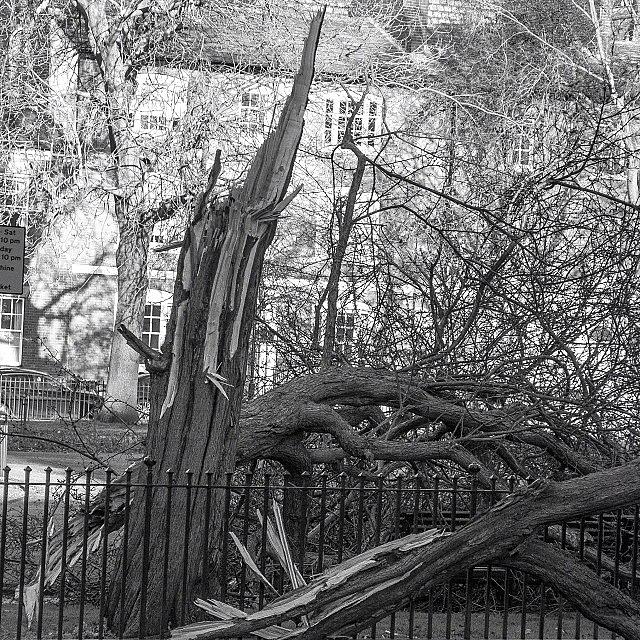 Leeds Photograph - Casualty Of Wind

#leeds #parksquare by Carl Milner