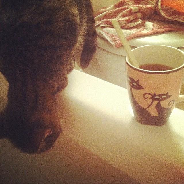 Cat & A Cat Cuppa Tea 💕 Photograph by Mary Wilkinson