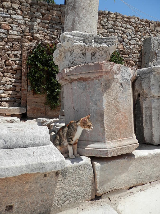 Cat among the Ruins Photograph by Pema Hou