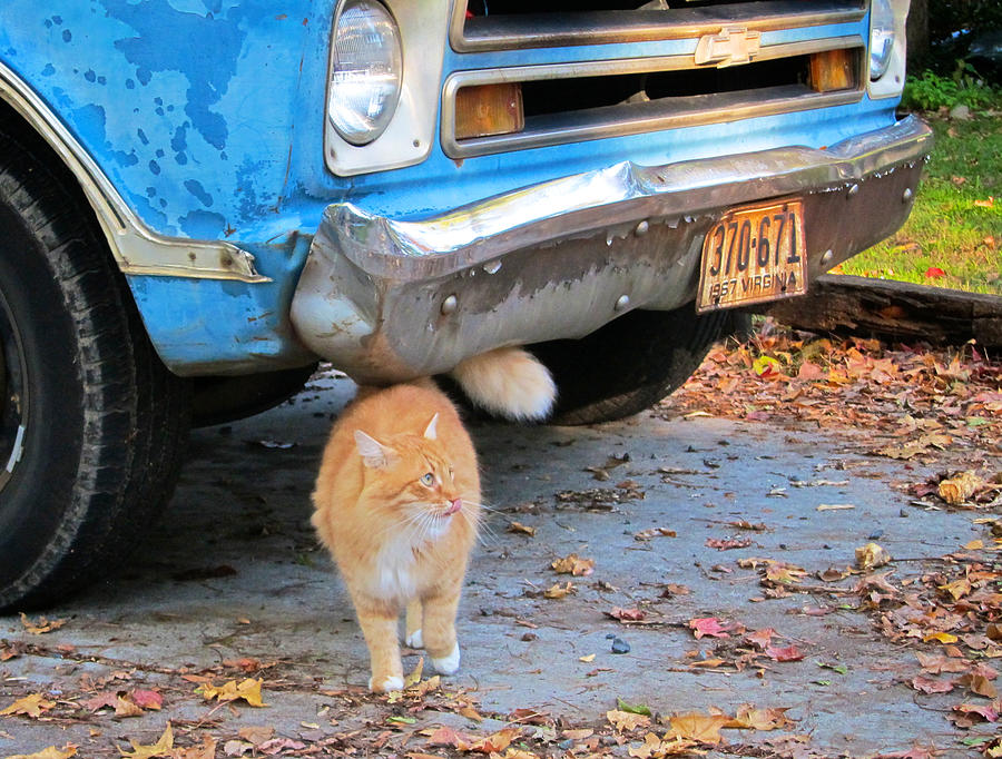 Cat and 1967 Chevy Photograph by Mary Lee Dereske
