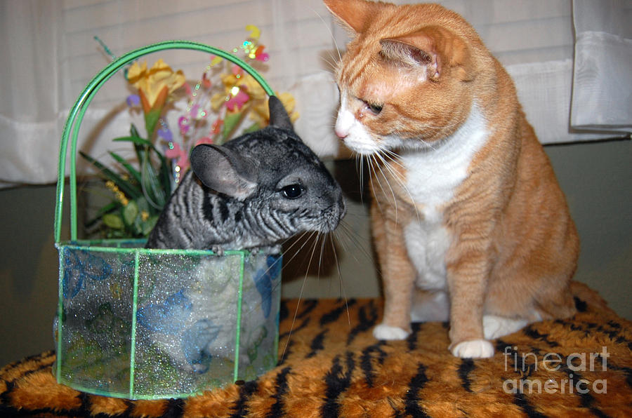 Cat and Chinchilla Easter Photo Photograph by Debra Thompson