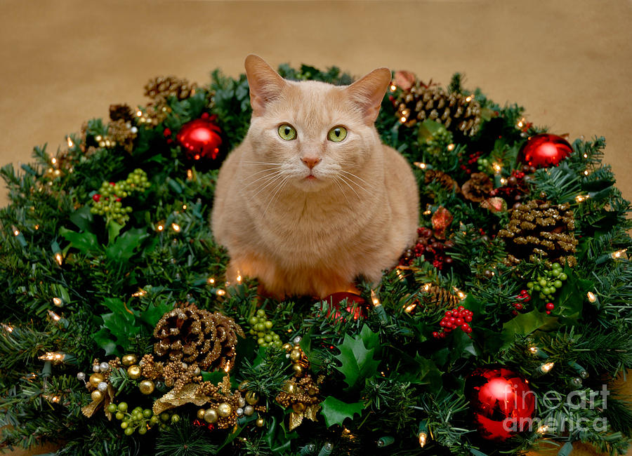 Christmas Photograph - Cat and Christmas Wreath by Amy Cicconi