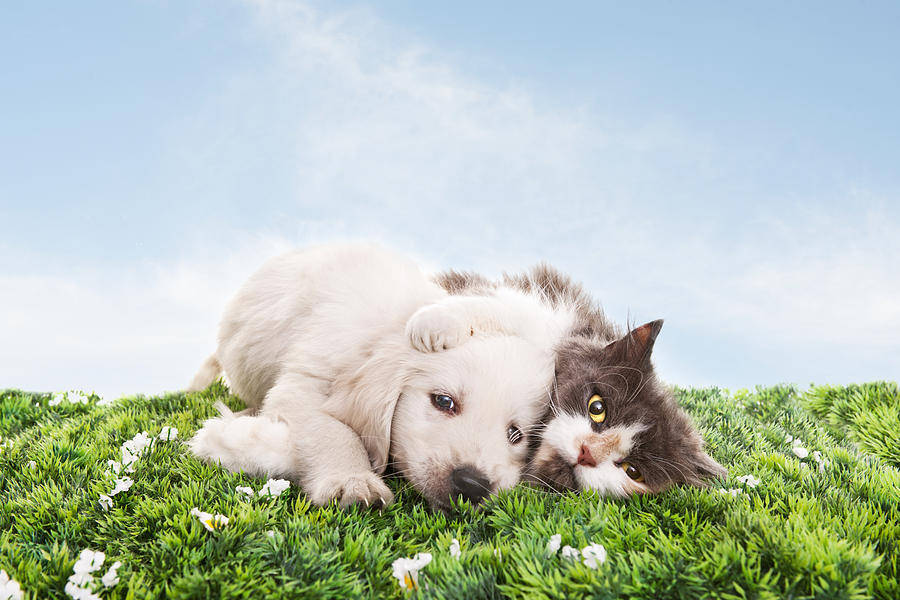Cat and dog on grass Photograph by 101cats