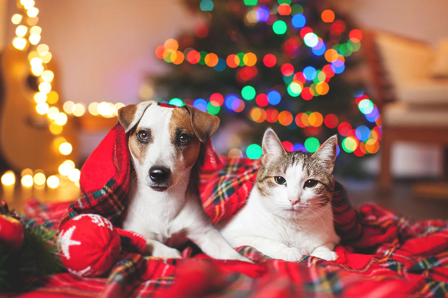 Cat and dog under a christmas tree Photograph by TatyanaGl