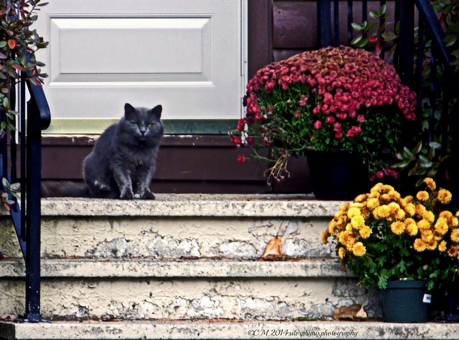 Steps Photograph - Cat and Flowers by Catherine Melvin