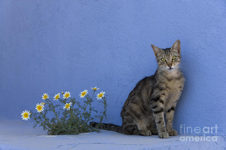Cat And Flowers In Greece Photograph by Jean-Louis Klein and Marie-Luce Hubert