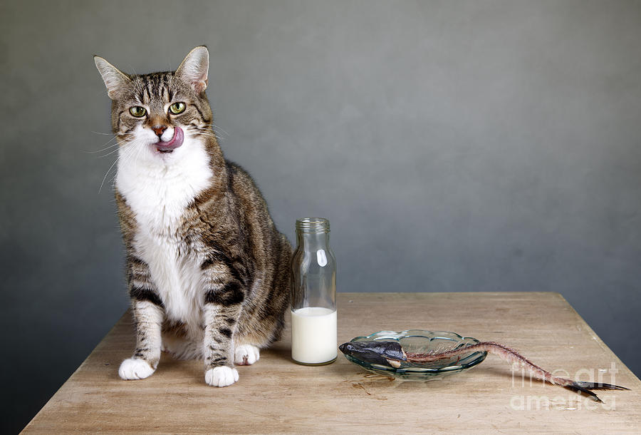 Cat And Herring Photograph