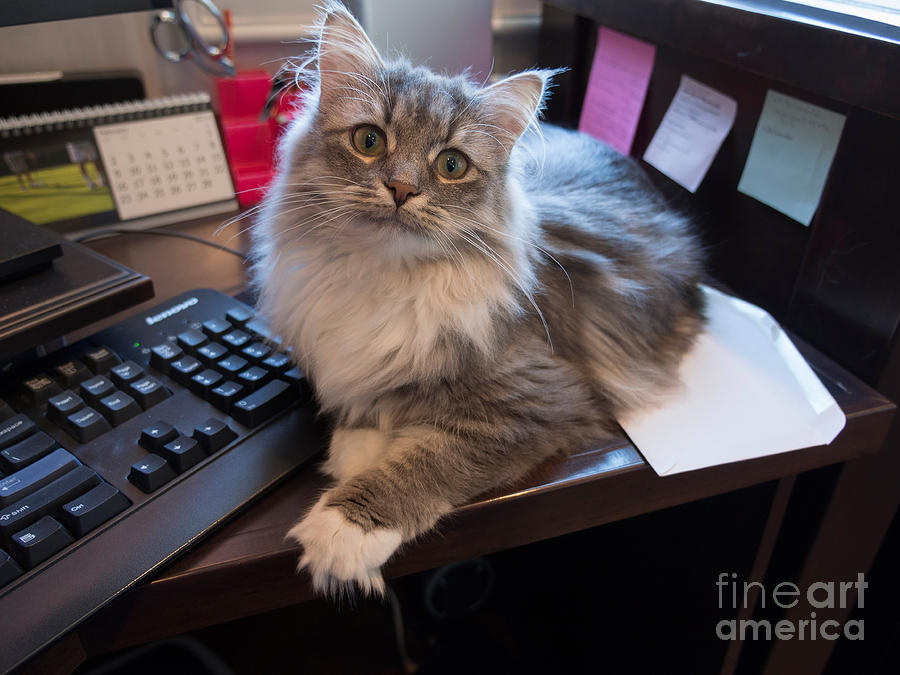 Cat and Keyboard Photograph by Louise Heusinkveld