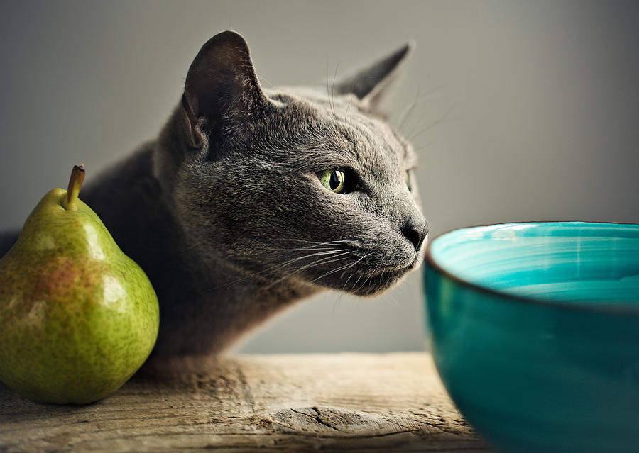 Cat And Pears Photograph