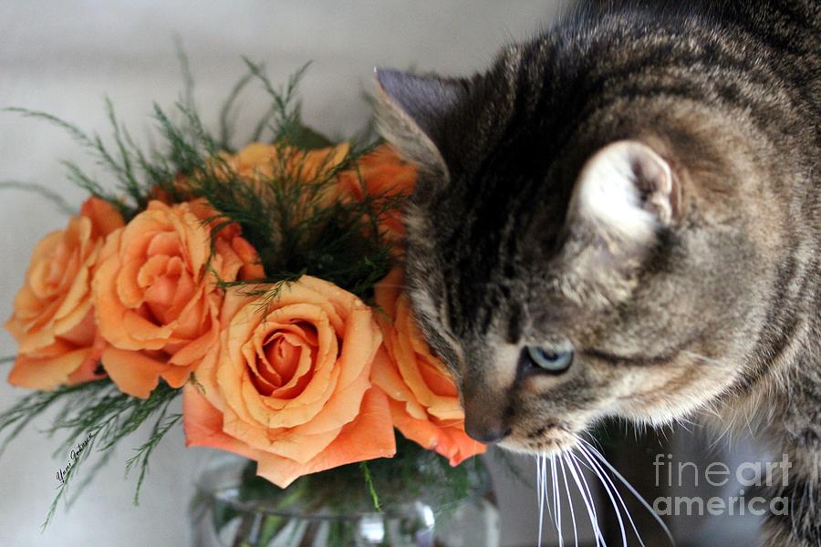 Cat and Roses Photograph by Yumi Johnson