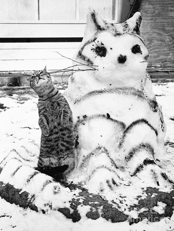 Cat And Snowcat Photograph by Jack Rosen