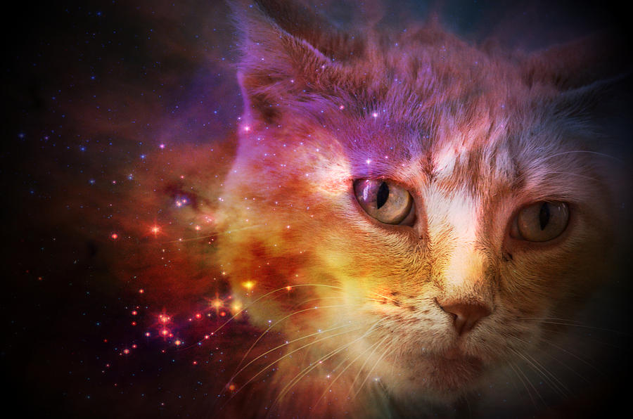 Cat and Universe Photograph by Ricardo Dominguez