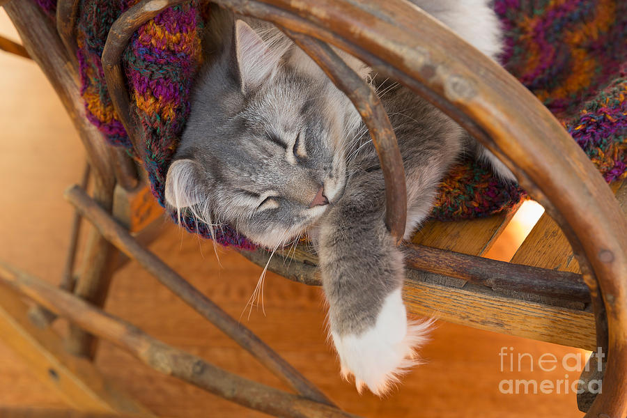 Cat asleep in a wooden rocking chair Photograph by Louise Heusinkveld ...