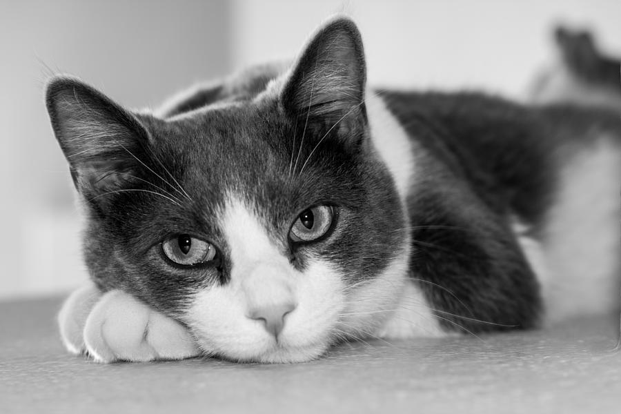 Cat at Rest Photograph by Kevin Grant - Fine Art America