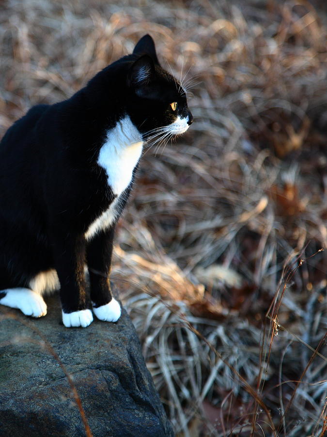 Cat at Sunrise Photograph by Michael Dougherty