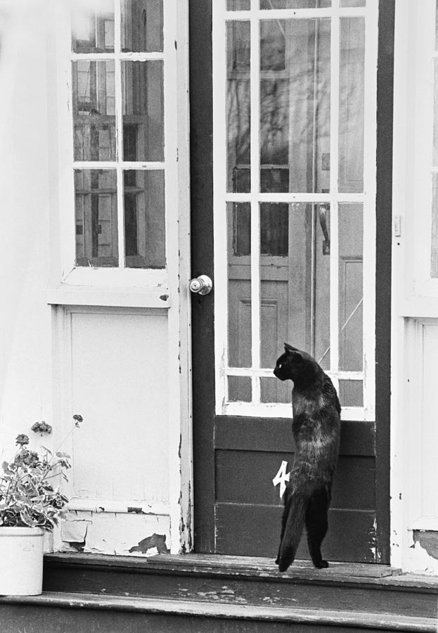 Cat At The Front Door Photograph by Ulrike Welsch