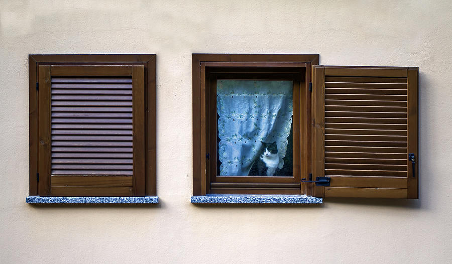Cat at the window Photograph by Roberto Pagani