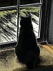 Wildlife Photograph - Cat at window by  Eve Cain