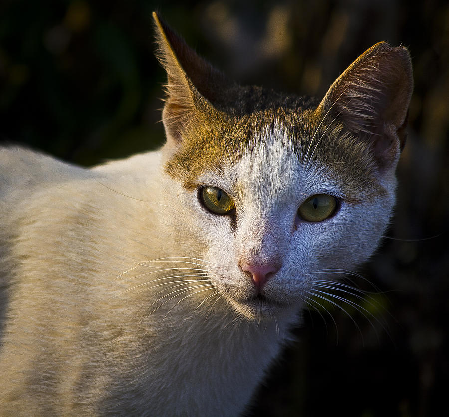 Cat Attack Photograph by Rohan Lakhlani - Fine Art America