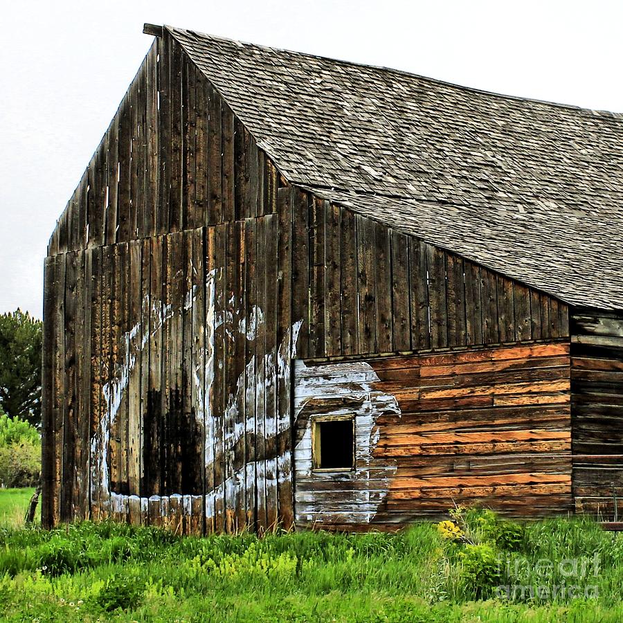 Cat Barn Photograph by Roxie Crouch