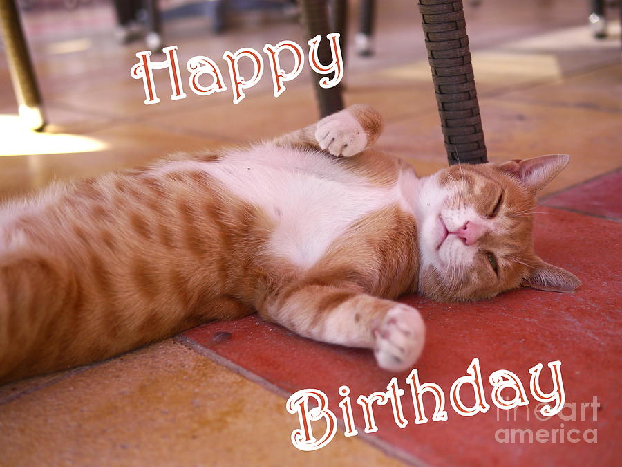 Cat Birthday Card Photograph