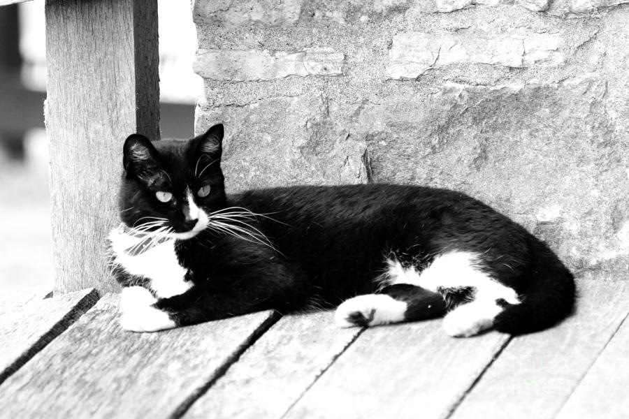 Black And White Photograph - Cat black and white by Dwight Cook